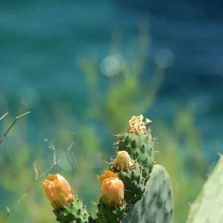 Rocas Rosas